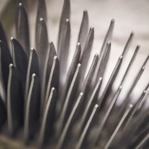 Miyabi Kaizen II Prep Knife, 5.25"