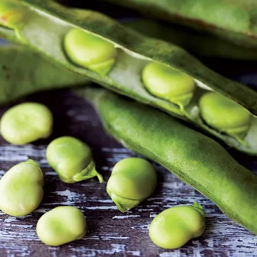 Grilled Bruschetta with Fava Bean Puree and Pecorino