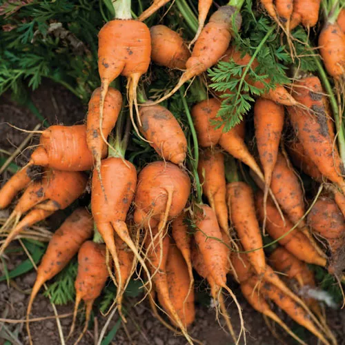 Carrot Soup with Lemongrass