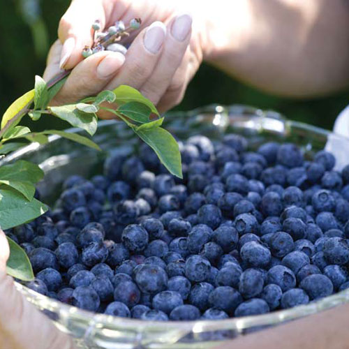 Blueberries: A New Jersey Regional Favorite