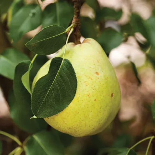 Grilled Pears with Cinnamon Cream