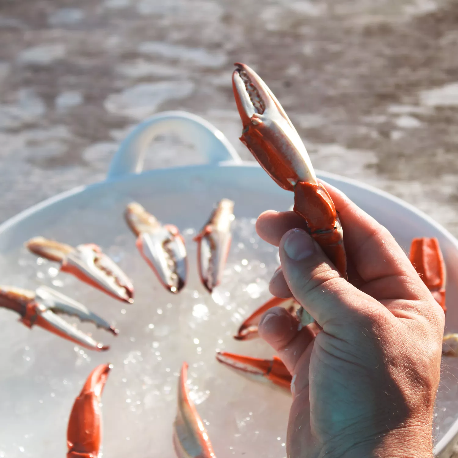 Toadfish Crab Claw Cutter