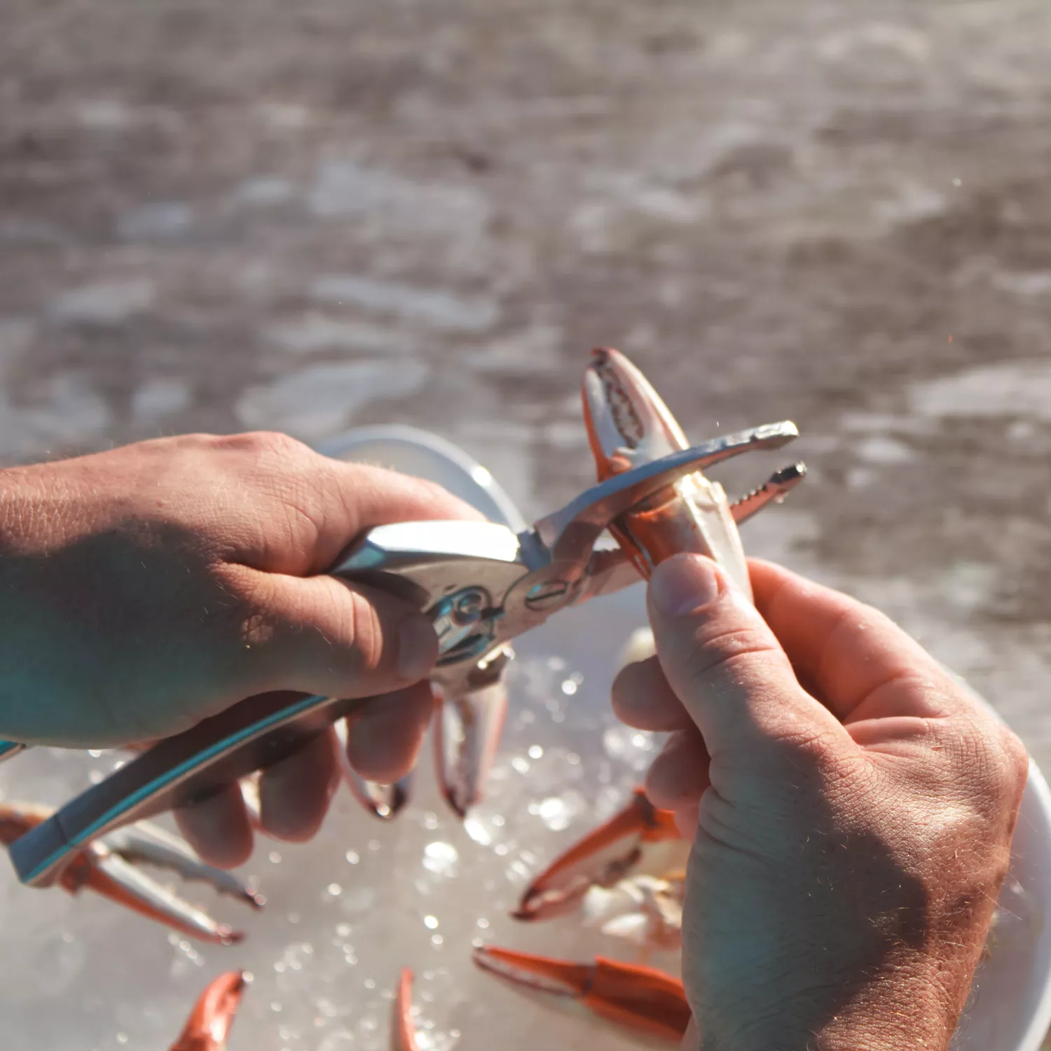 Toadfish Crab Claw Cutter