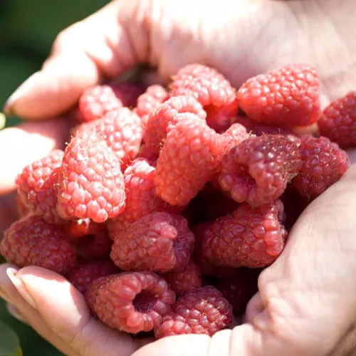 Raspberry-Cherry Crumble Bars