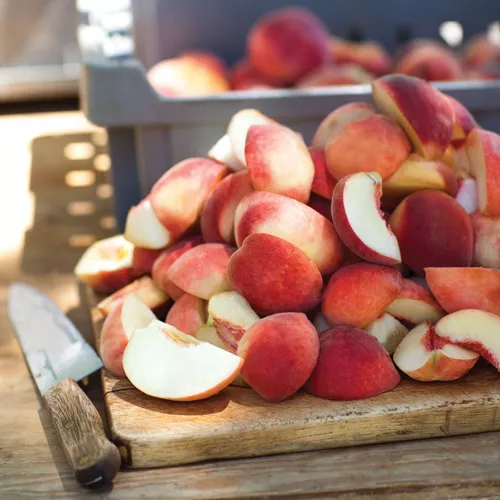 Fresh Fruit Quesadillas