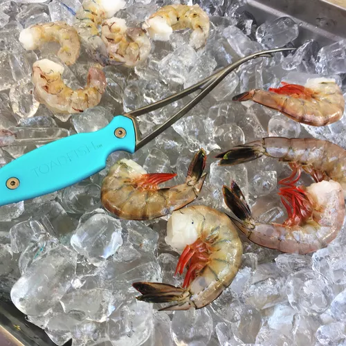 Toadfish Shrimp Cleaner