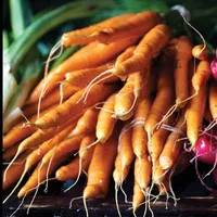 Eating Seasonally Made Easy: Root Vegetables