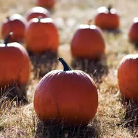Fabulous Fall Baking