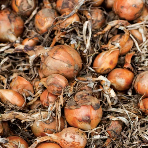 Basic Mustard-Shallot Vinaigrette