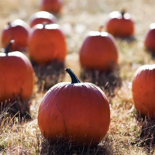 Pumpkin Bread Pudding with Sage & Butterscotch Anglaise