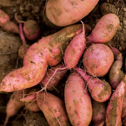 Sweet Potatoes on the Grill