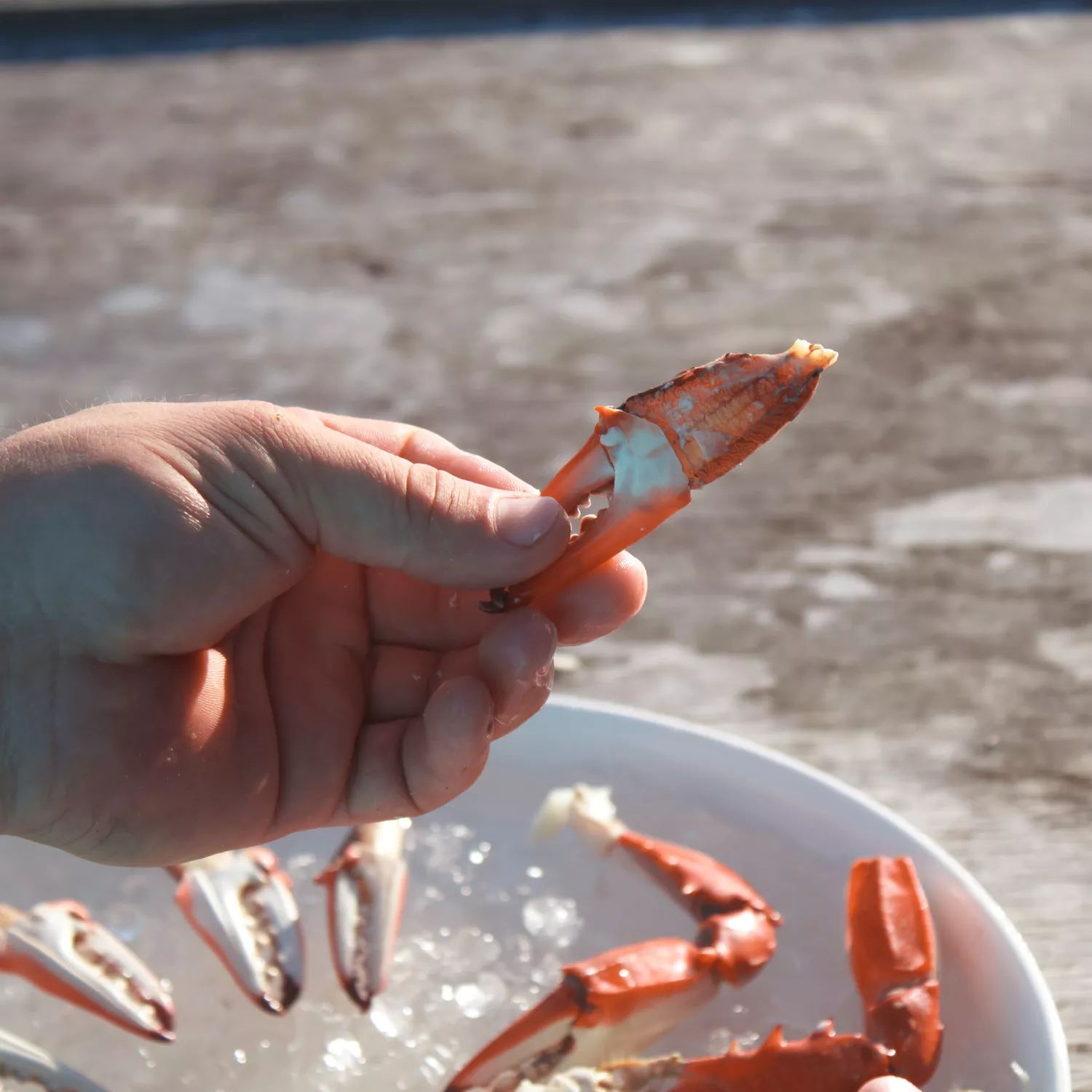 Toadfish Crab Claw Cutter
