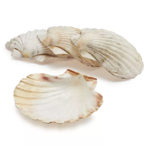 Sur La Table King Scallop Grilling Shells, Set of 4