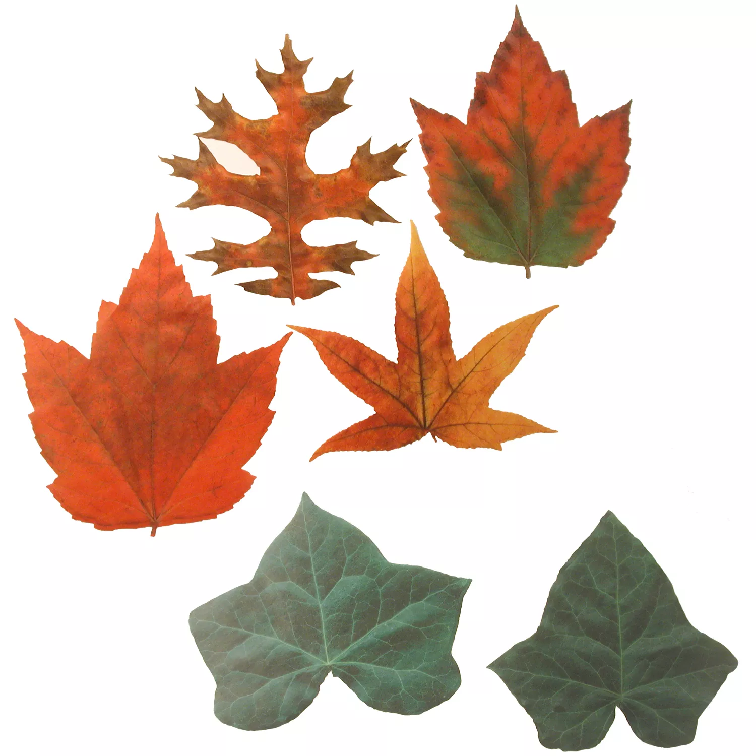 Sur La Table Parchment-Paper Leaves, Set of 20