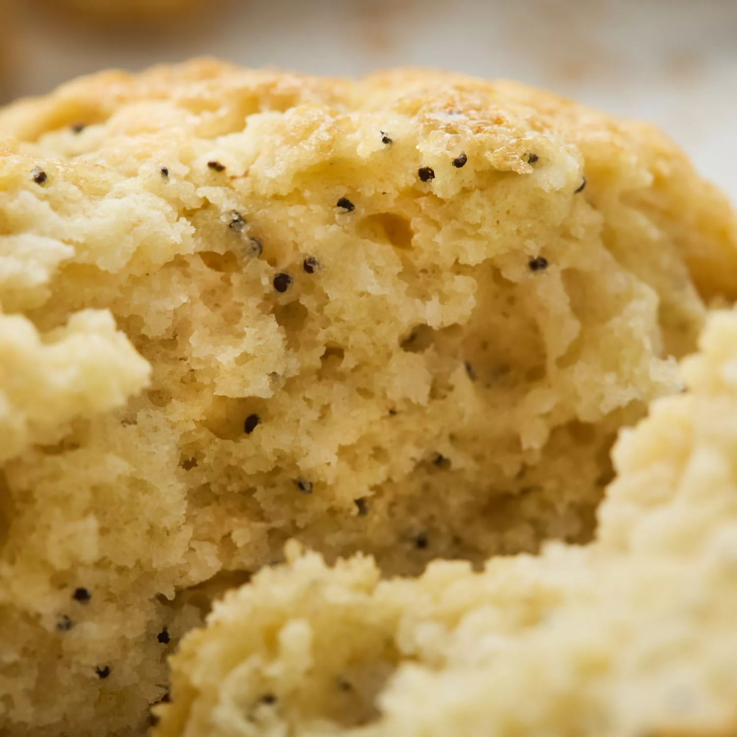 Sur La Table Lemon Poppyseed Scone Mix