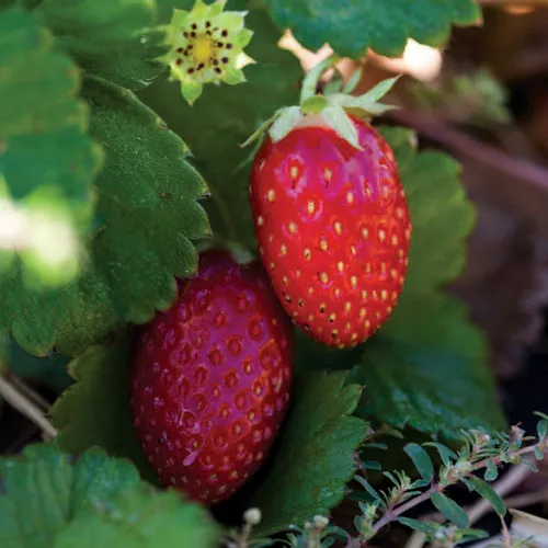 Rustic Dessert Pizzettes with Strawberries and Pignoli