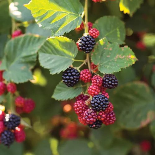 Summer Berry Turnovers